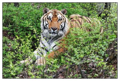 长白山—东北虎林园