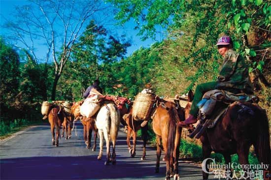 普洱茶的重要产地 普洱茶的重要产地
