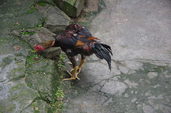 贵州图片 贵州图片