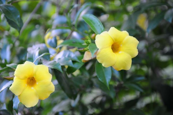 “香草美人”原本指男人 \