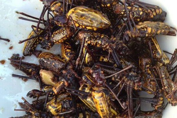 油炸花蜘蛛 油炸花蜘蛛